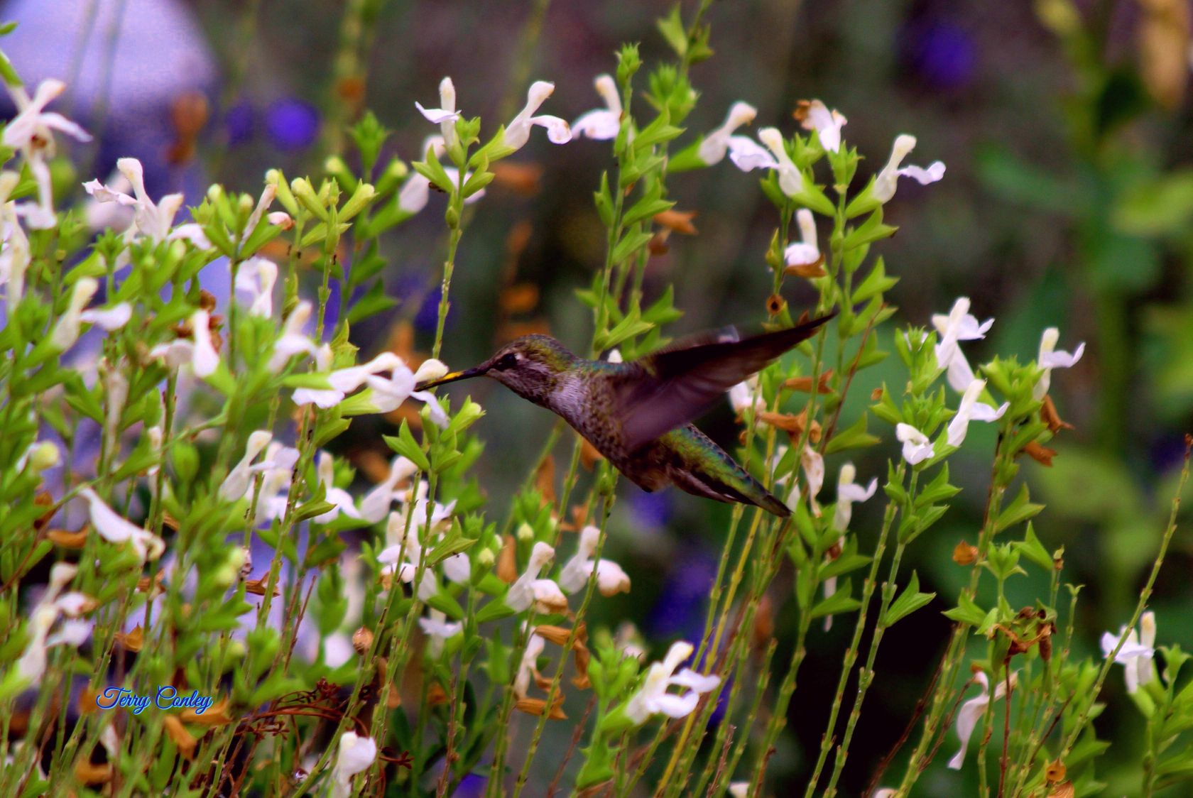 Hummingbirds